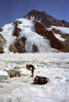 na ledovci Fieschergletscher pod Finsteraarhornem (55676 bytes)